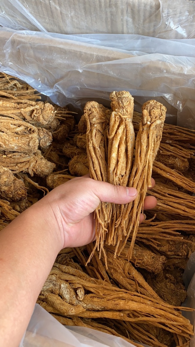 精品黄货当归个，商用个标归，水洗干货十支归五支归。