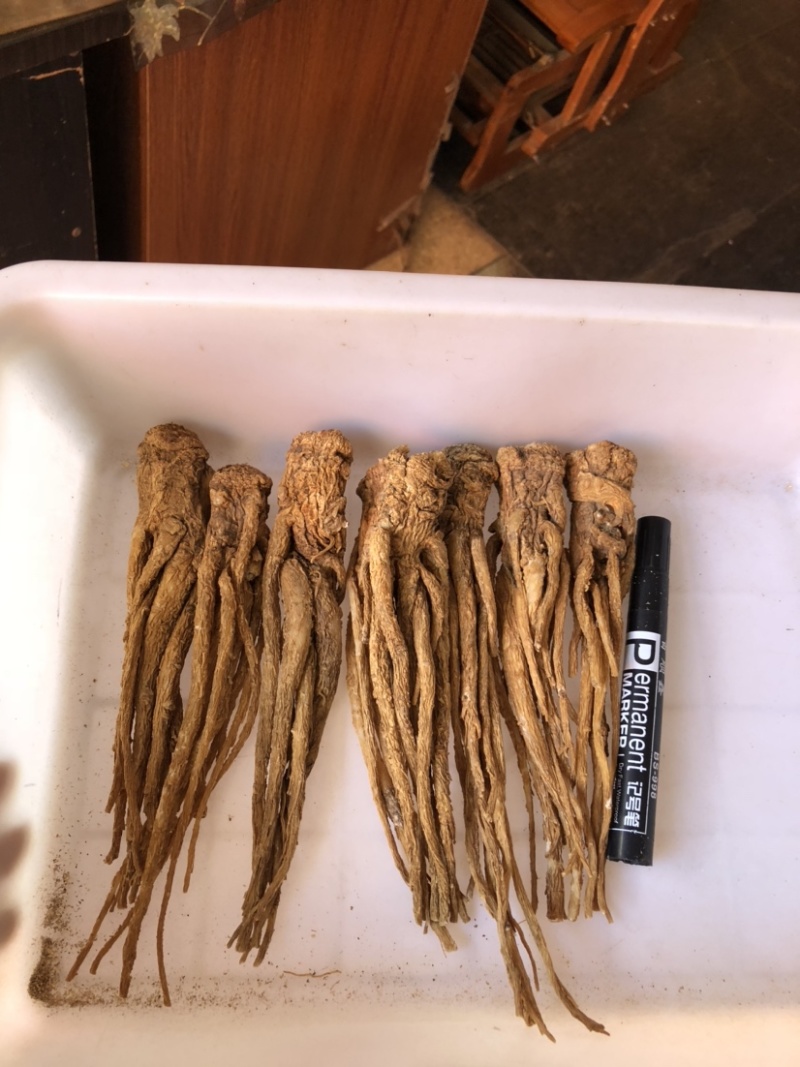精品黄货当归个，商用个标归，水洗干货十支归五支归。
