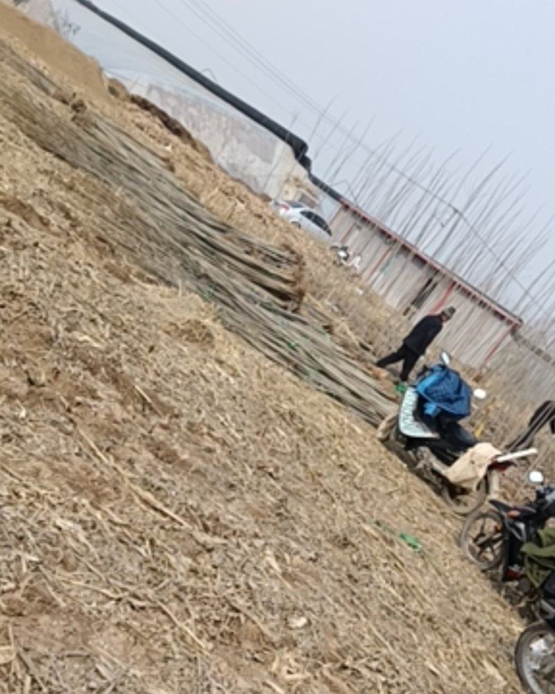 杨树苗107大量有货