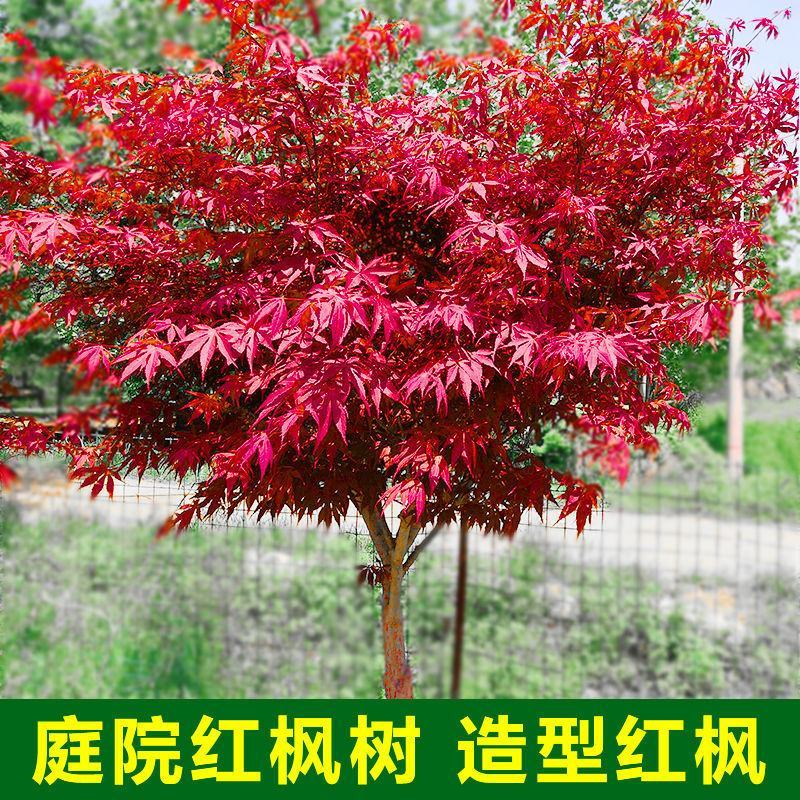 行道树工程苗红枫树苗美国红枫日本红枫中国红枫红枫