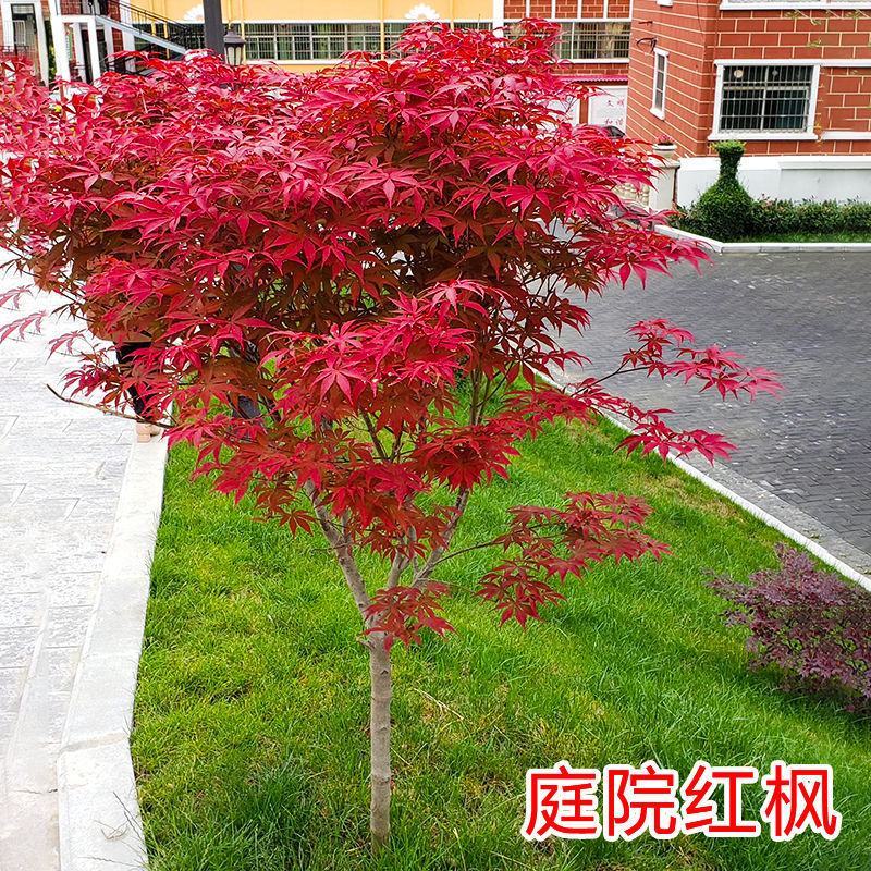 行道树工程苗红枫树苗美国红枫日本红枫中国红枫红枫