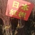 行道树工程苗红枫树苗美国红枫日本红枫中国红枫红枫