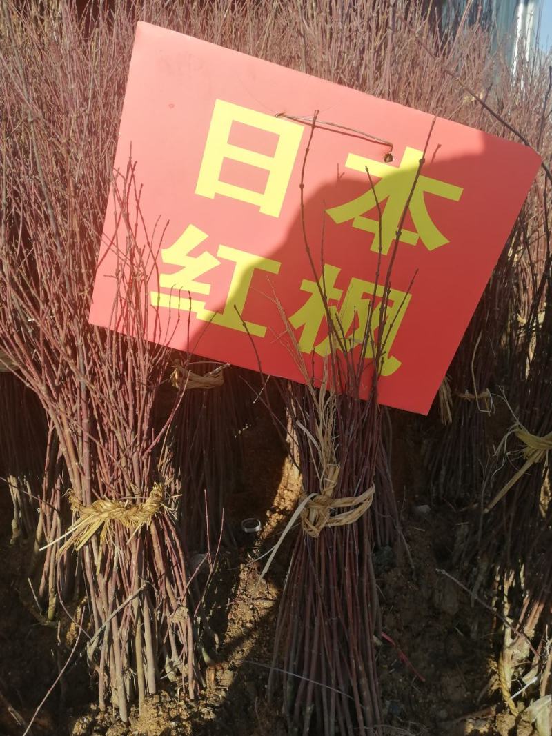 行道树工程苗红枫树苗美国红枫日本红枫中国红枫红枫