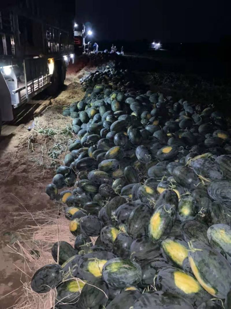 越南精品黑美人产地直发一手货源充足欢迎实地看货