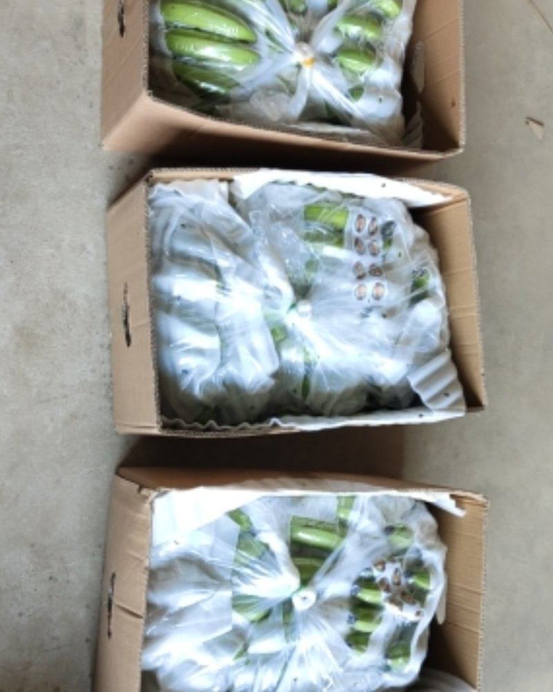 全金黄进口香蕉，质优，价廉: