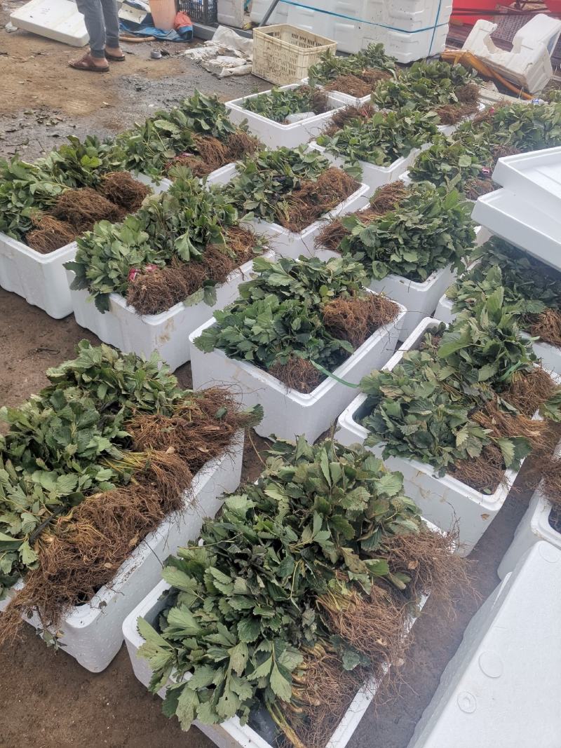 奶油草莓苗/奶油草莓品种介绍/奶油草莓苗价格多少钱