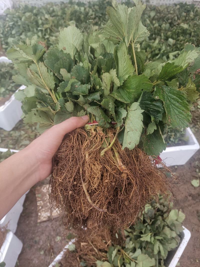奶油草莓苗/奶油草莓品种介绍/奶油草莓苗价格多少钱