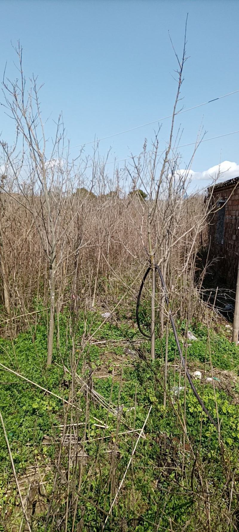 占地火炬树地径5～8公分便宜卖