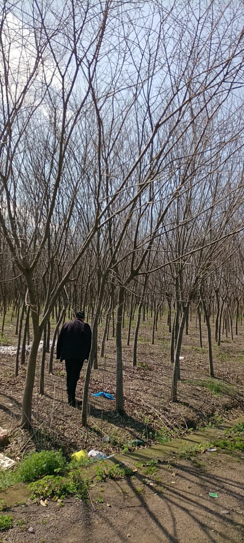 占地火炬树地径5～8公分便宜卖