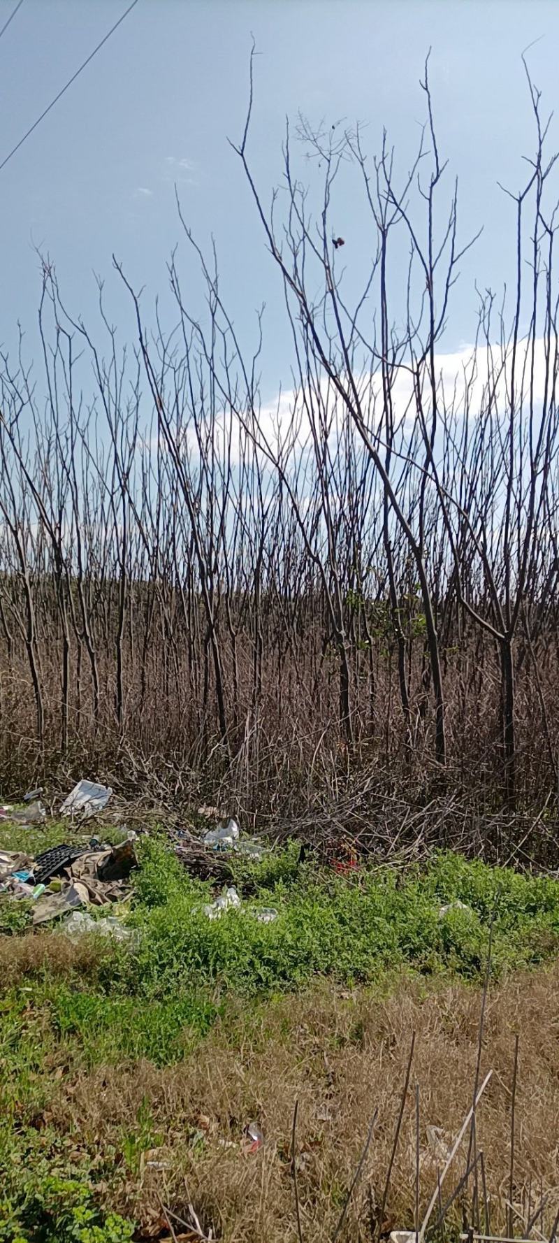 占地火炬树地径5～8公分便宜卖
