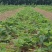 牛奶草莓苗/牛奶草莓品种介绍/牛奶草莓苗价格多少钱
