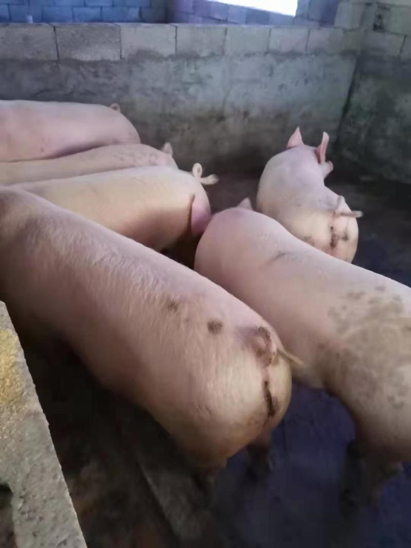 大型猪场常年出售三元，二元优良仔猪品种齐全防疫到位