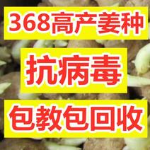 【云南-368高产王姜种】抗病毒/教种植/易管理亩产万斤