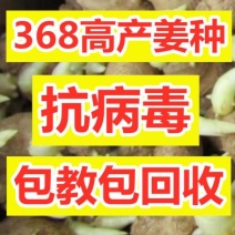 【河南-368高产王姜种】抗病毒/教种植/易管理亩产万斤