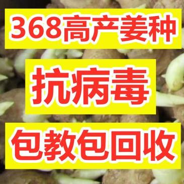 【河南-368高产王姜种】抗病毒/教种植/易管理亩产万斤