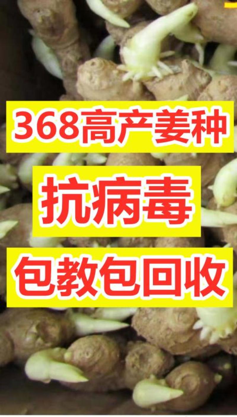 【河南-368高产王姜种】抗病毒/教种植/易管理亩产万斤