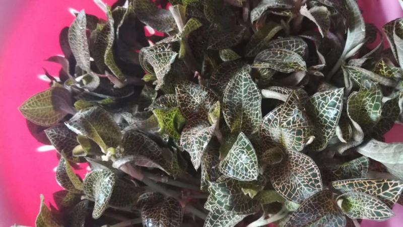 福建南靖金线莲组培鲜草