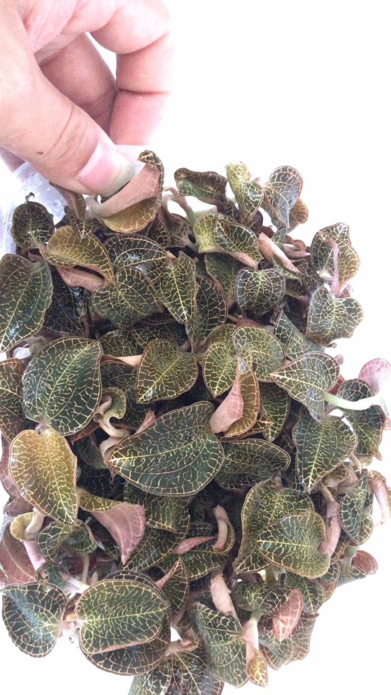 福建南靖金线莲组培鲜草