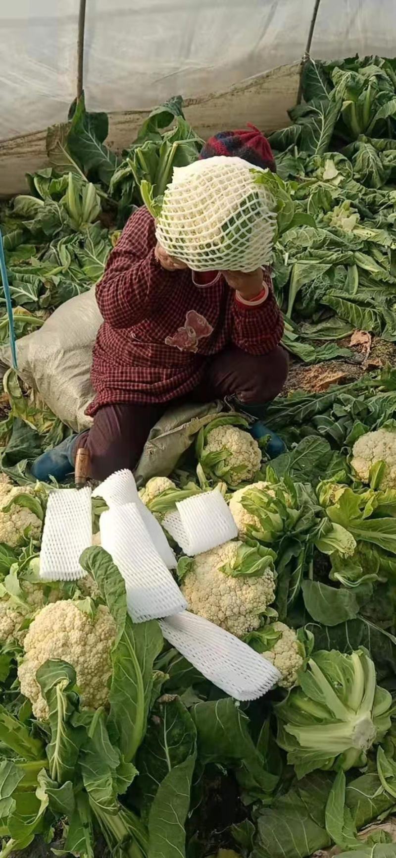 有机花菜，白菜花，散花，大量供应批发市场商超专供