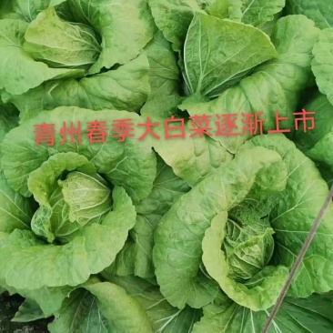 山东潍坊青州市蔬菜基地
