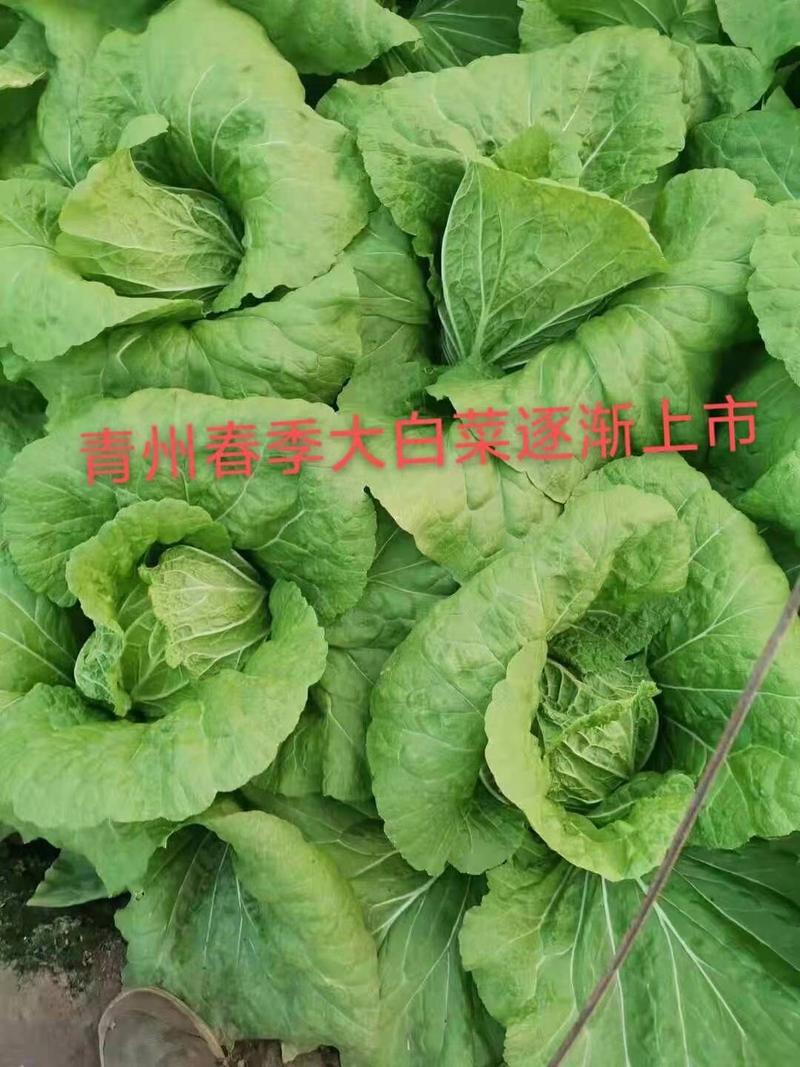 山东潍坊青州市蔬菜基地