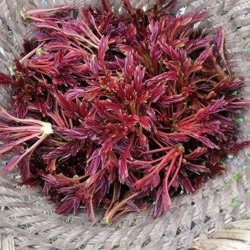 大竹正宗红油香椿芽，量大从优