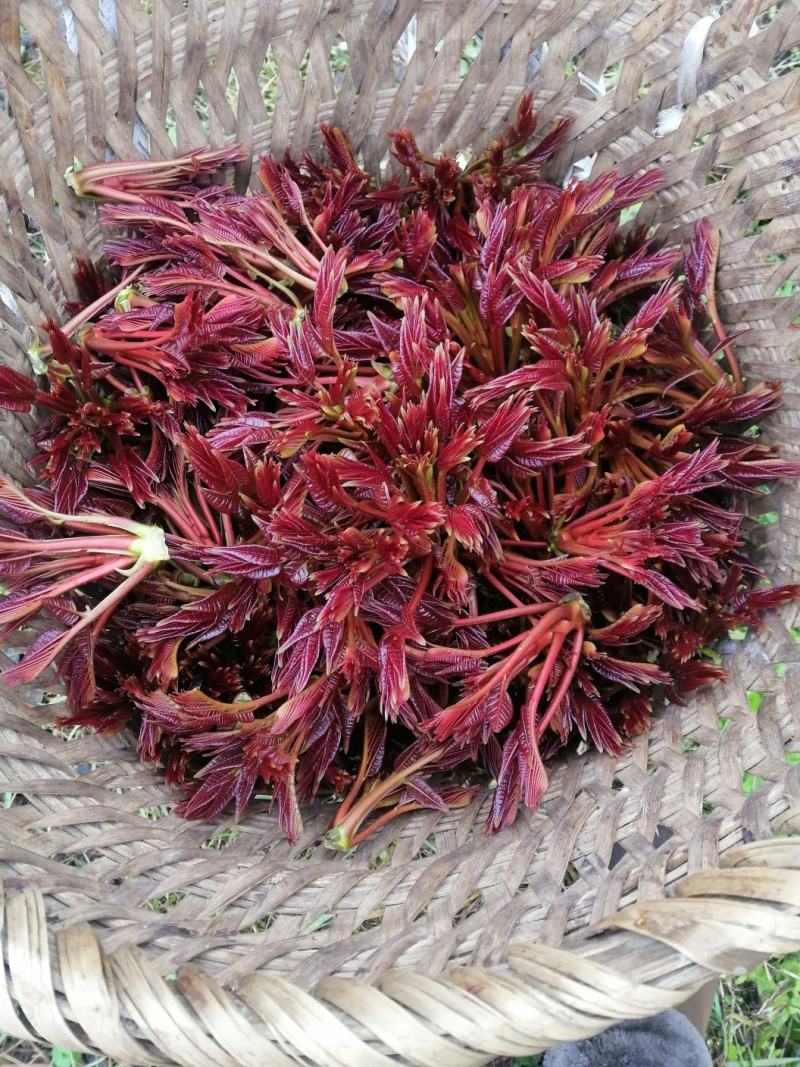 大竹正宗红油香椿芽，量大从优