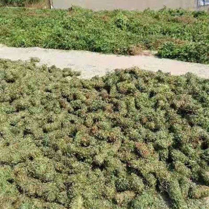 好鸡骨草广西鸡骨草有叶大黄草根煲汤料