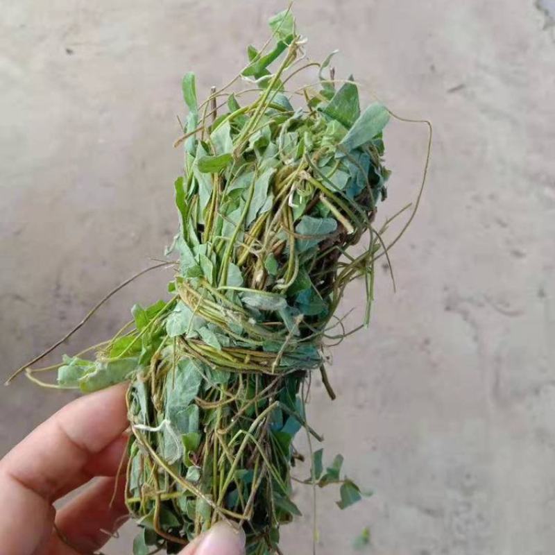 好鸡骨草广西鸡骨草有叶大黄草根煲汤料