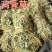 好鸡骨草广西鸡骨草有叶大黄草根煲汤料