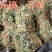 好鸡骨草广西鸡骨草有叶大黄草根煲汤料