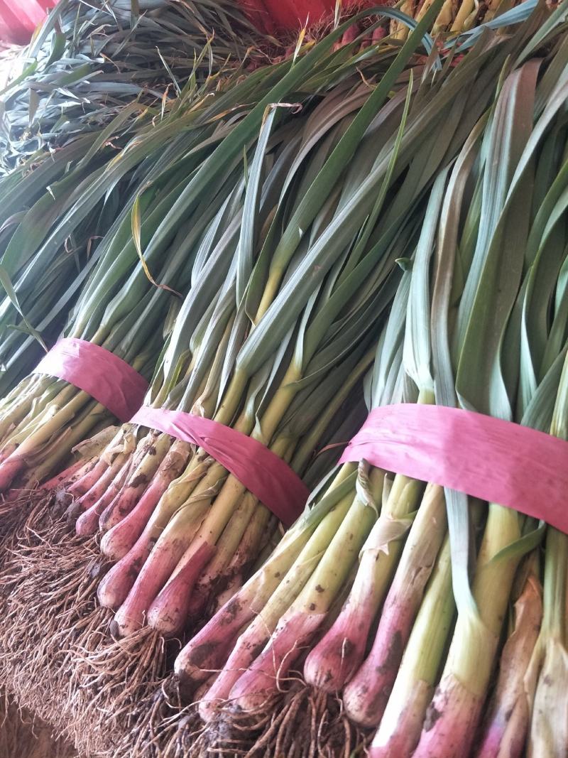 红根蒜苗大量上市，山西，陕西，银川，兰州，新疆