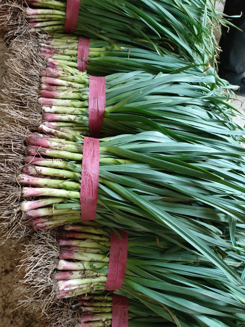 红根蒜苗大量上市，山西，陕西，银川，兰州，新疆