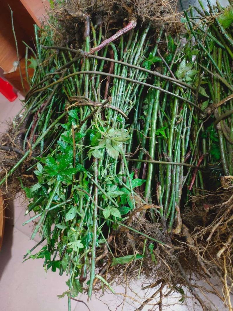 广西来宾市金秀县大瑶山野生甜茶苗