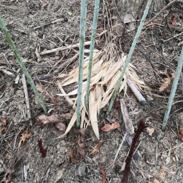广西来宾市金秀县大瑶山野生甜茶苗