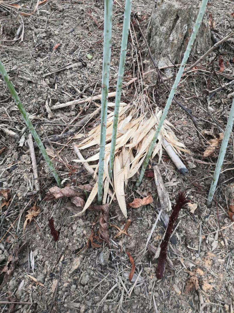 广西来宾市金秀县大瑶山野生甜茶苗