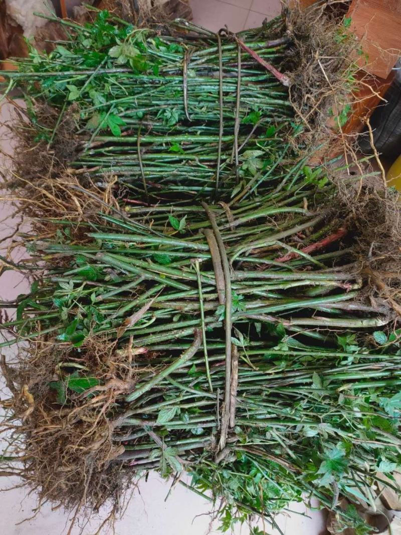 广西来宾市金秀县大瑶山野生甜茶苗