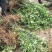 广西来宾市金秀县大瑶山野生甜茶苗