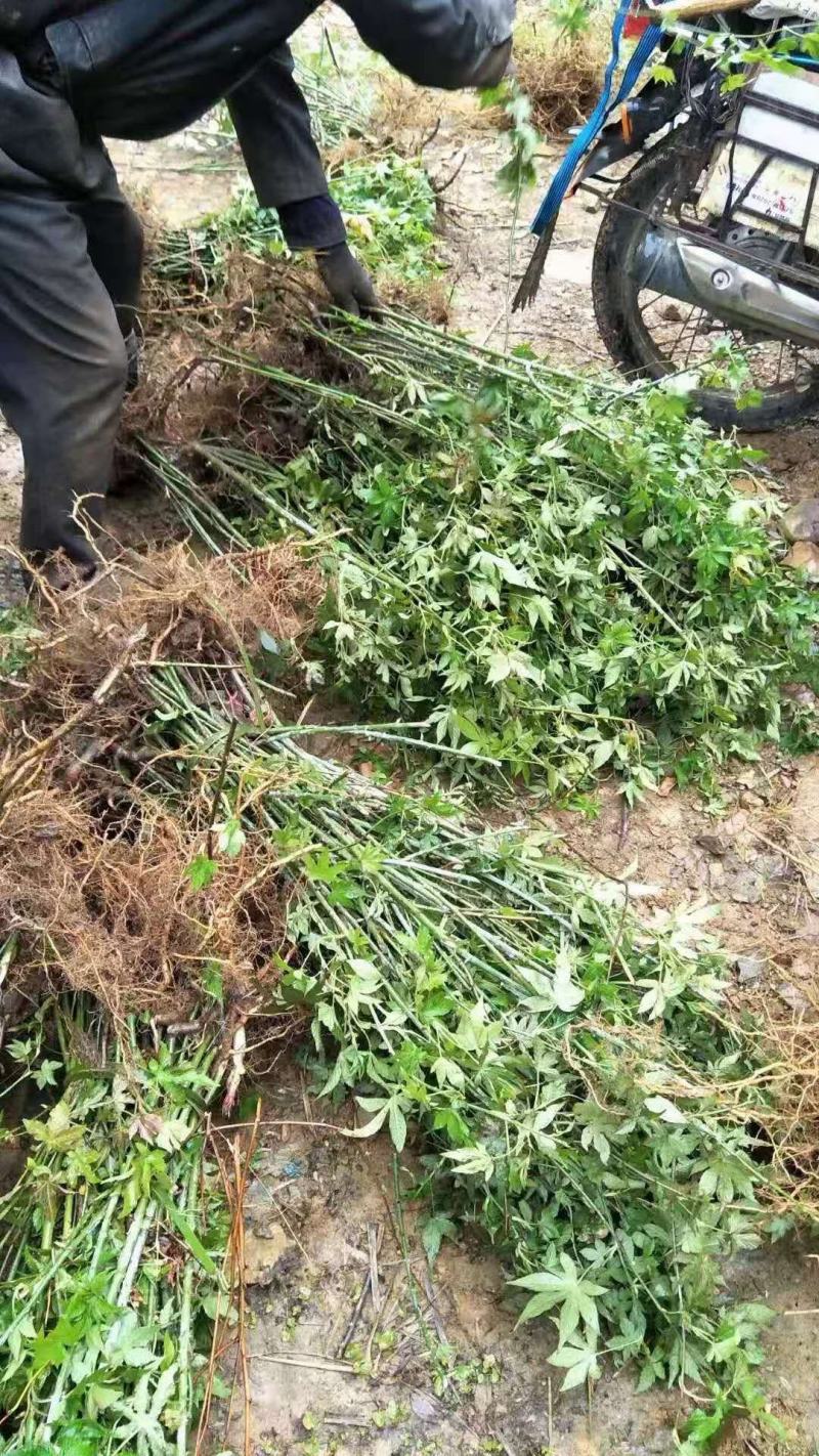 广西来宾市金秀县大瑶山野生甜茶苗