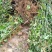 广西来宾市金秀县大瑶山野生甜茶苗