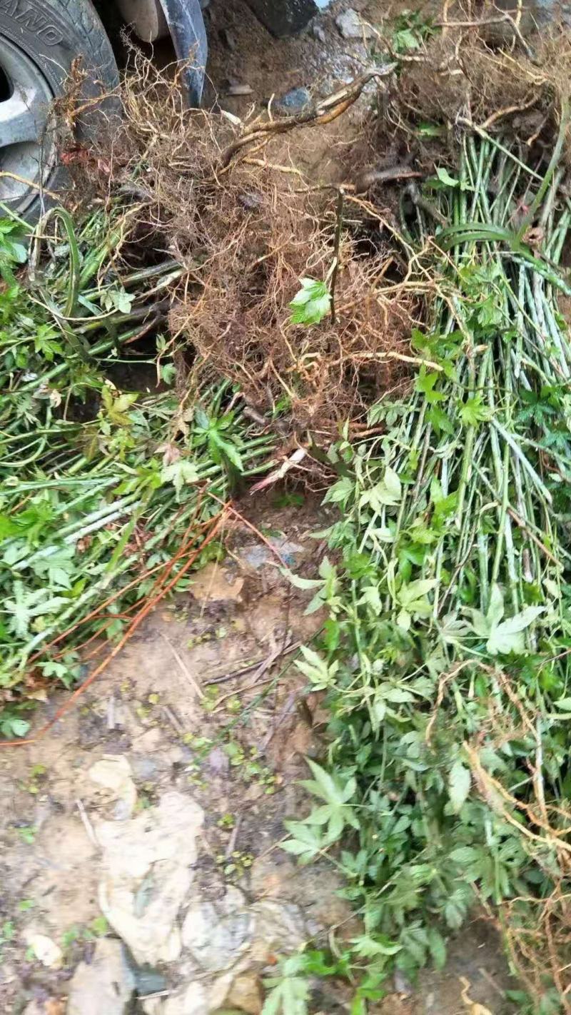 广西来宾市金秀县大瑶山野生甜茶苗