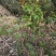 广西来宾市金秀县大瑶山野生甜茶苗