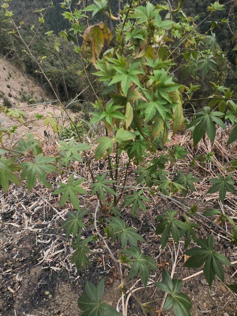 广西来宾市金秀县大瑶山野生甜茶苗