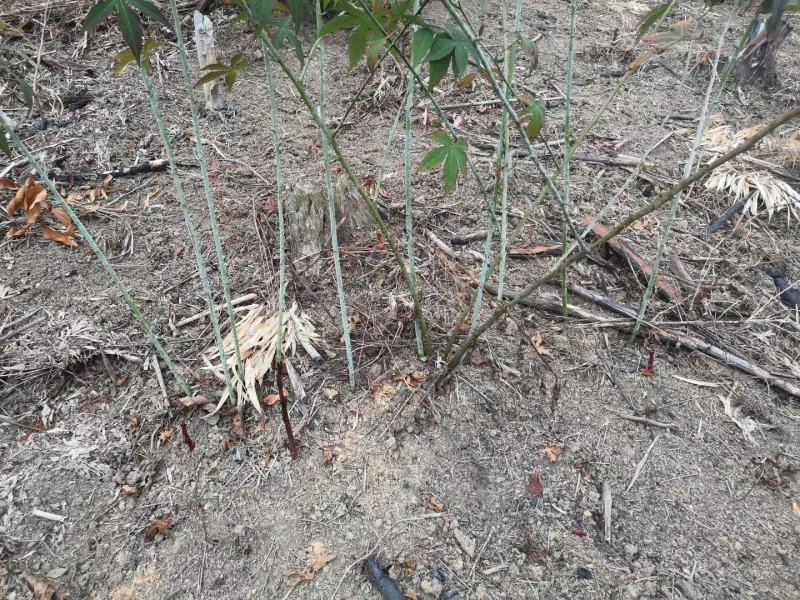 广西来宾市金秀县大瑶山野生甜茶苗