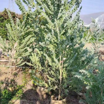 银合欢佛山三水基地直销，批发价格，开花绿植
