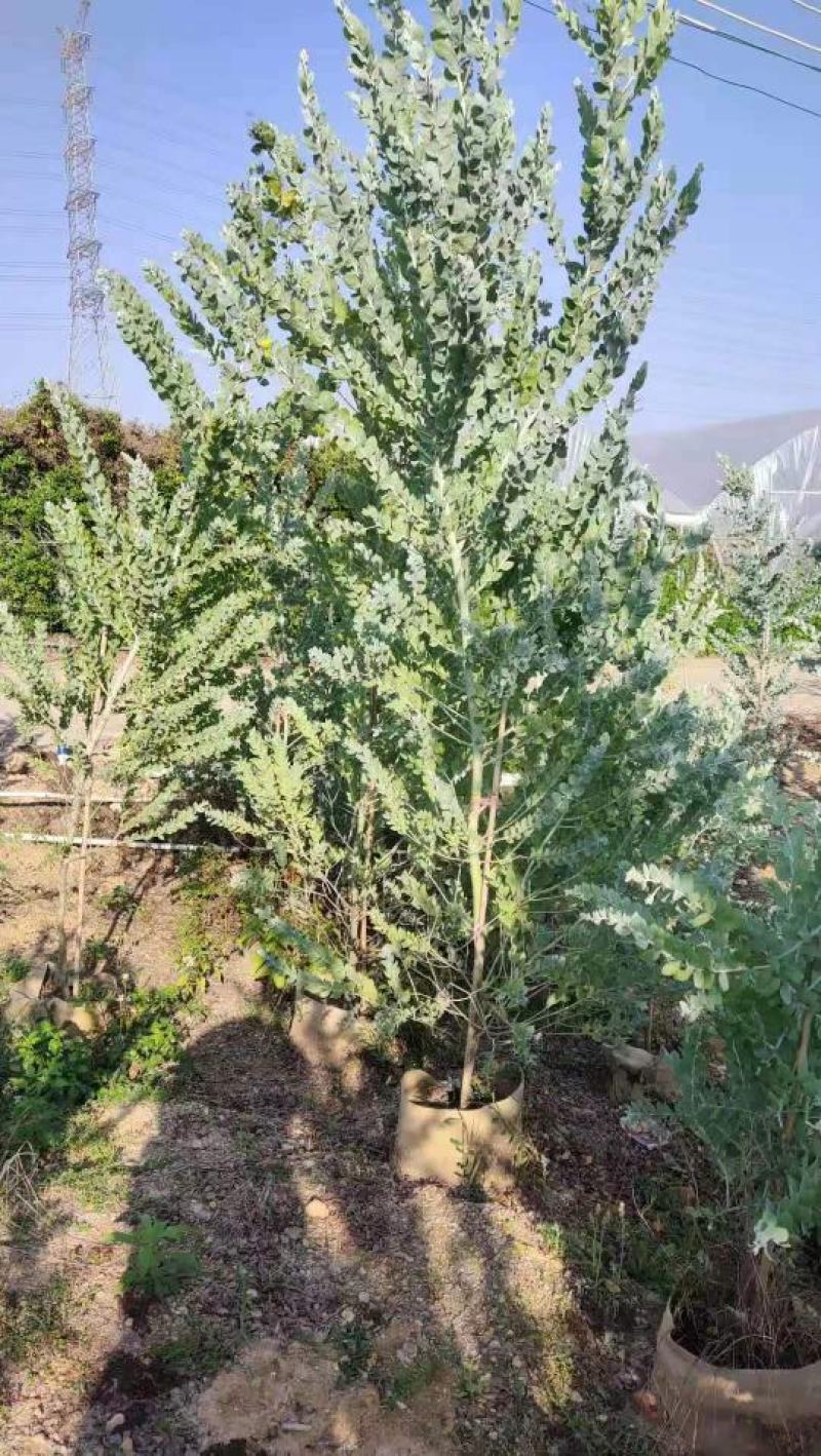 银合欢佛山三水基地直销，批发价格，开花绿植