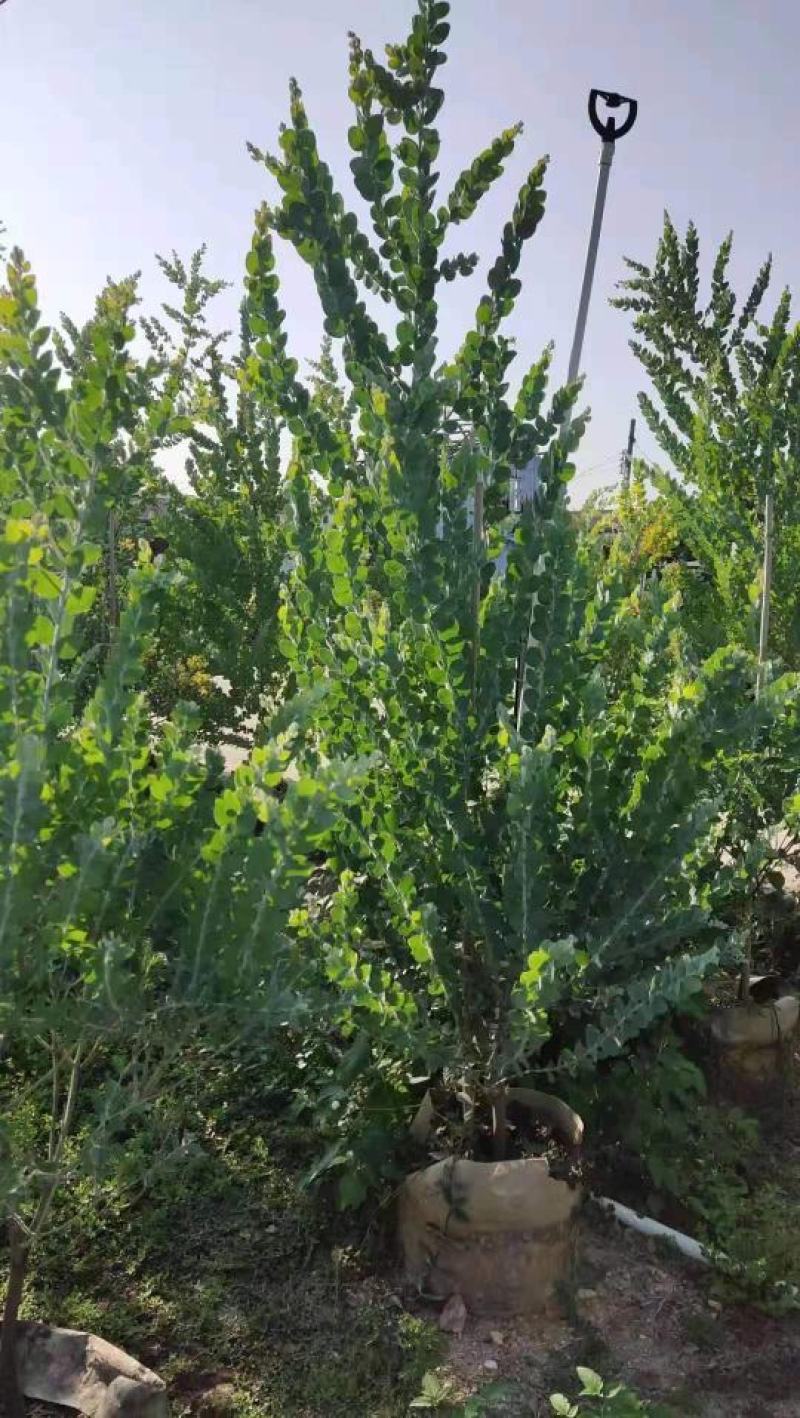 银合欢佛山三水基地直销，批发价格，开花绿植