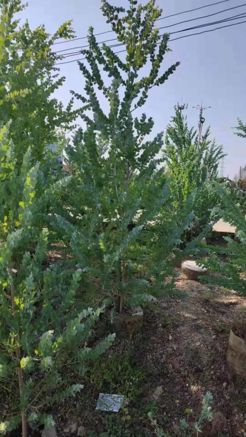 银合欢佛山三水基地直销，批发价格，开花绿植