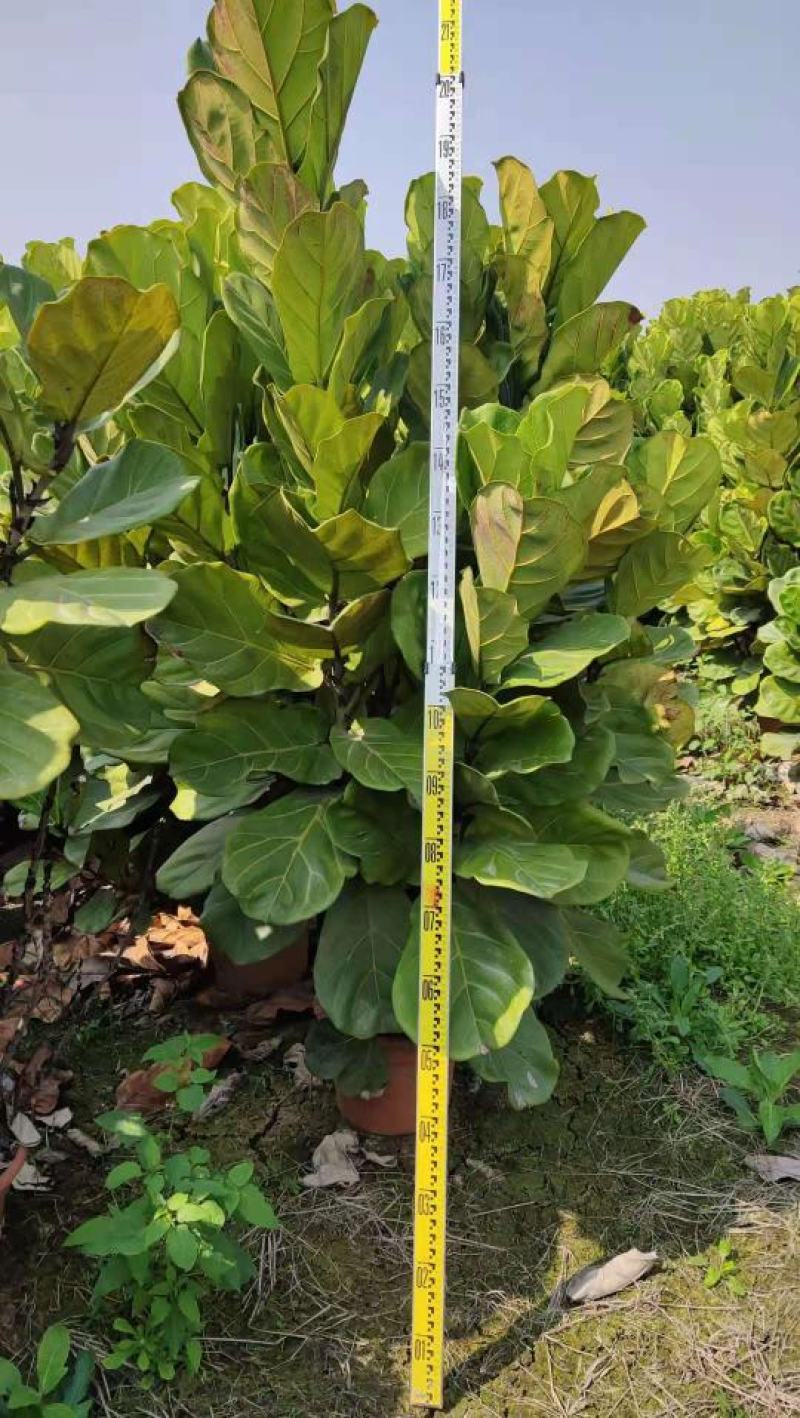 琴叶榕佛山三水基地直销，四季长绿植物，批发价