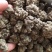 猫爪草新货批发水洗货一斤装猫爪草批发量大优惠
